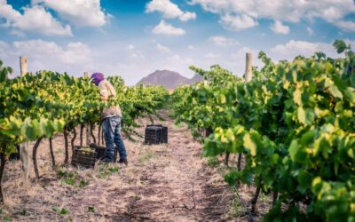 Veralma, una bodega que surge en el corazón de Tinogasta